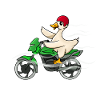 Duck Riding Motorbike