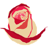 Rose rouge rose jaune, dessin