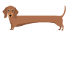 Dachshund with long body