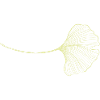 Ginko Ginkgo Leaf