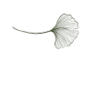 Ginko Leaf