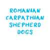 Romanian Carpathian Shepherd Dog