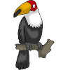 Cockatoo