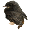 House redstart branch
