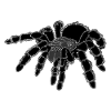 Tarantula, spider, large spider, black