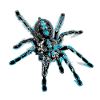 Tiger spider blue, spider