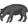 Coati