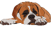 Boxer Dog Nope