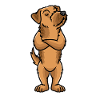 Westfalenterrier Chien Têtu Non