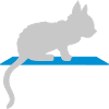 Shelf silhouette cute kitten