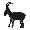 Chèvre