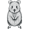 Cute Quokka