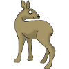 Roe deer
