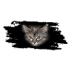 cat Katze