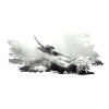 diving turtle tauchen