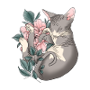 Shpynx Cat