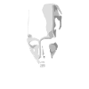 Ancient Skull