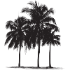 Palm trees