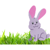 Rabbit on grass
