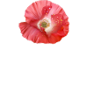 Red poppy garden flower