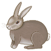 Rabbit brown