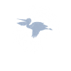 Pelican