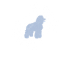 Poodle