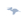 Pelican