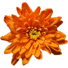 Blume Orange