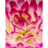 Rose avec fleurs jaunes