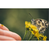 Butterfly from nature