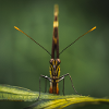 Butterfly shot from nature