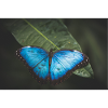 Butterfly shot from nature