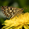 Butterfly shot