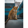 Cat shot from Fuerteventura