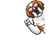Chien Saint-Bernard Chien Saint-Bernard