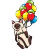 Chat siamois sur chat ballon