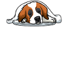 St. Bernard Sleeping Dog