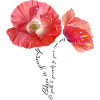 Coquelicot Mohnblumen Mohn
