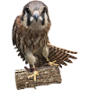 Kestrel