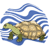 Tortue