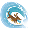 The puppy loves surfing