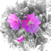 Farbige Blume auf grauem Hintergrund