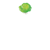Cabbage Mama