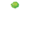 Cabbage Papa