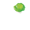 Dear Cabbage