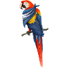 Red Macaw with Flag