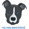 Pitbulli