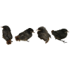 House redstart branches