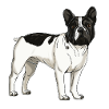 French Bulldog T-shirt.